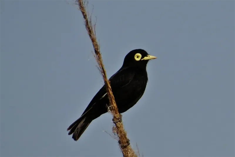 AVES